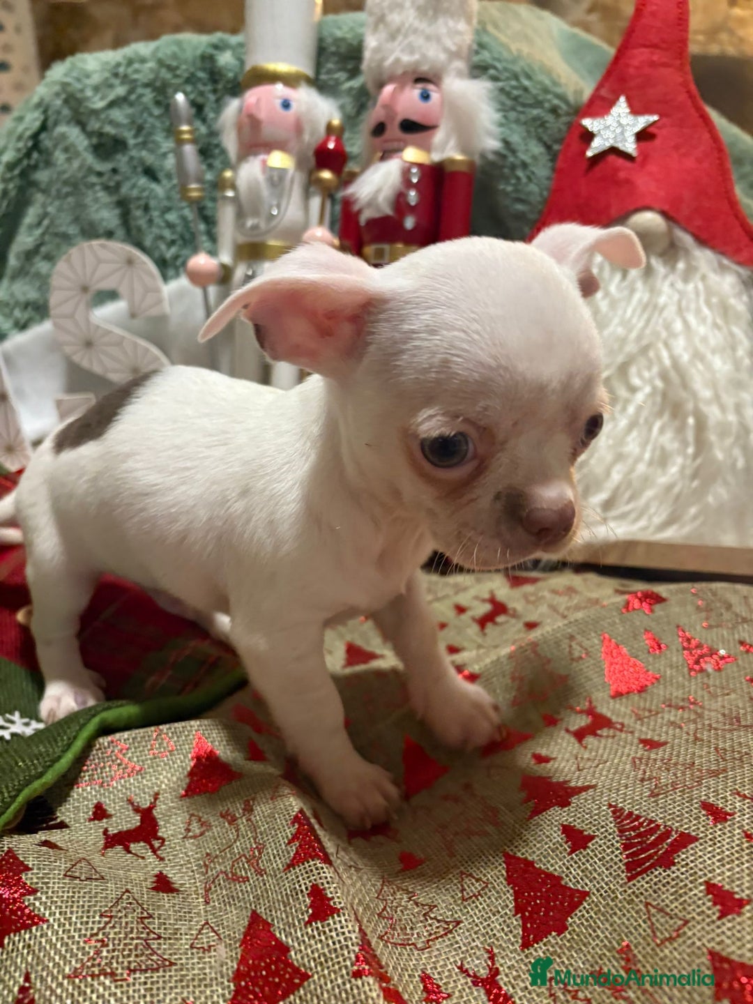 Chihuahua perros en venta: Chihuahua mini toy blanco  - Anuncio 3