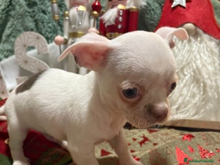 Chihuahua perros Chihuahua mini toy blanco - Anuncio 3