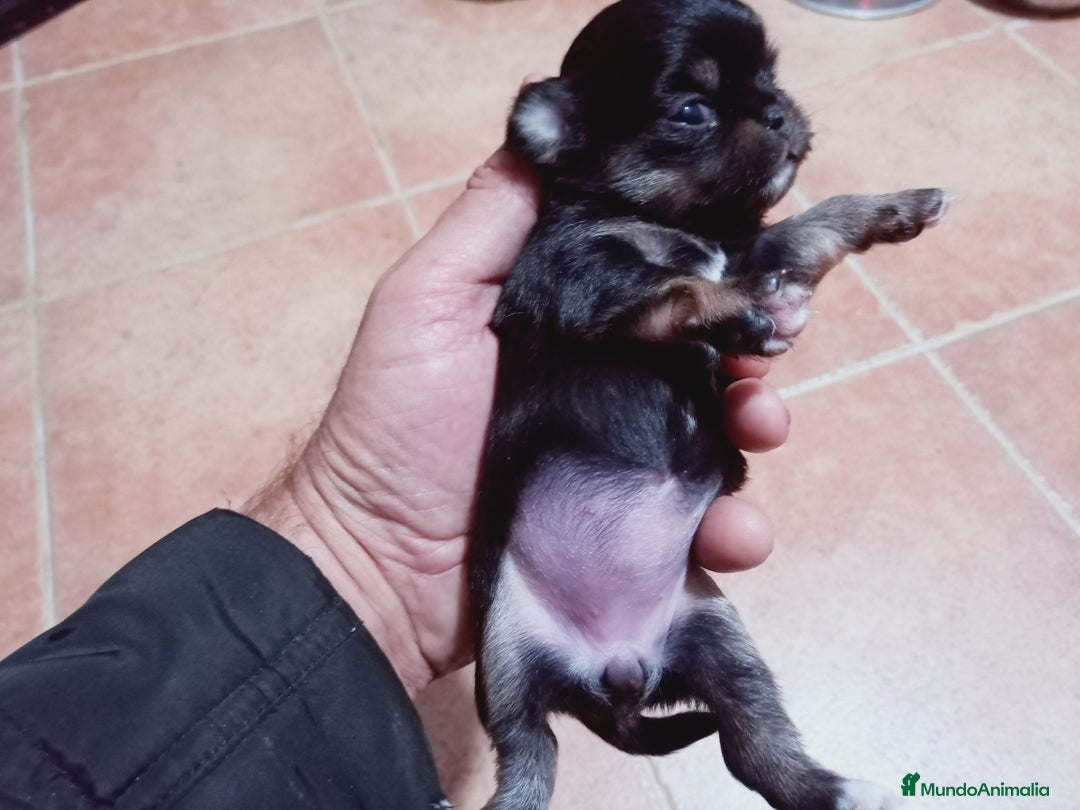 Chihuahua perros en venta: Camada de Paris Chihuahua  - Anuncio 4