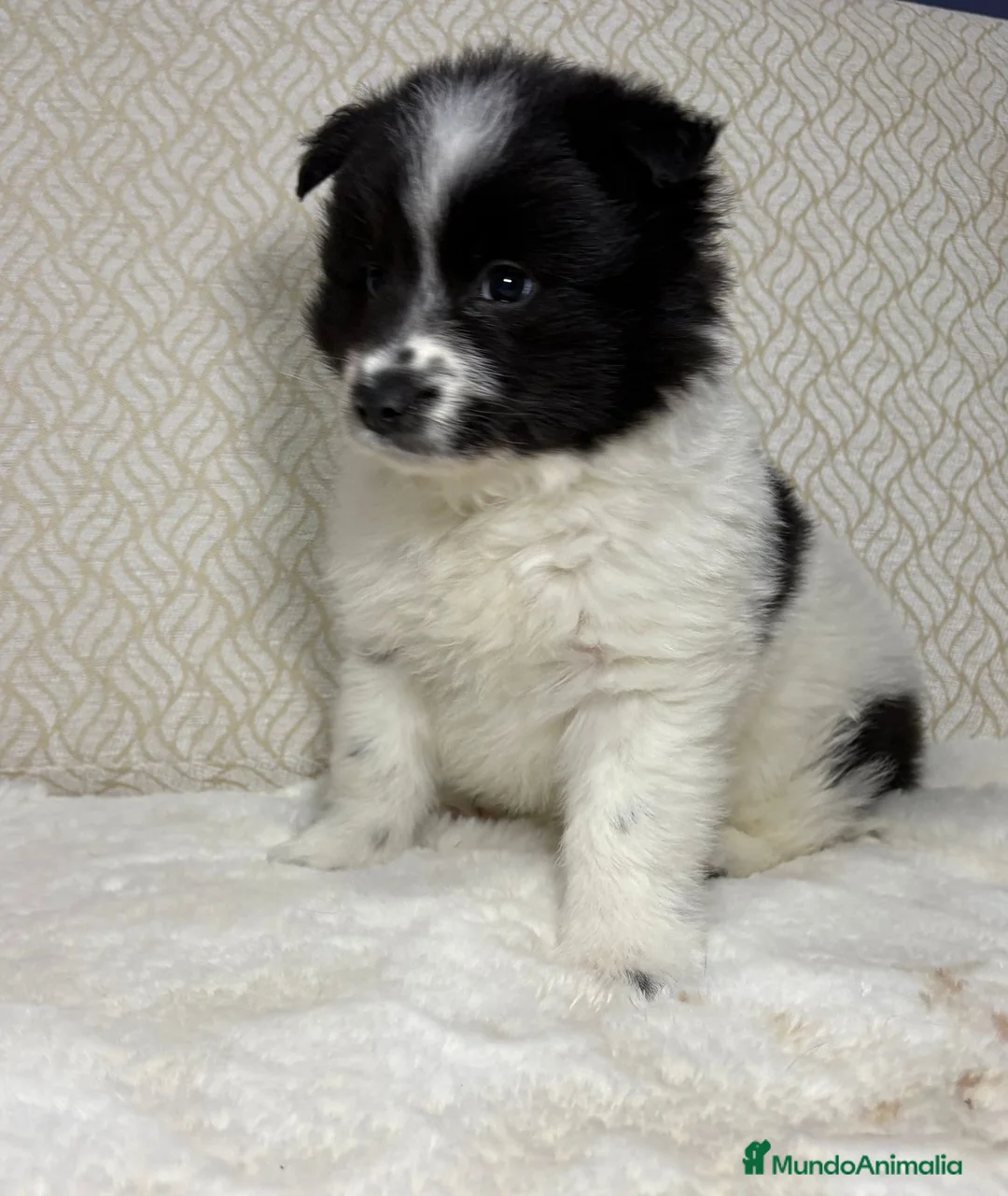 Border Collie perros en venta: Border collie macho precioso  - Anuncio 11