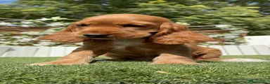 Cocker Spaniel Inglés 1