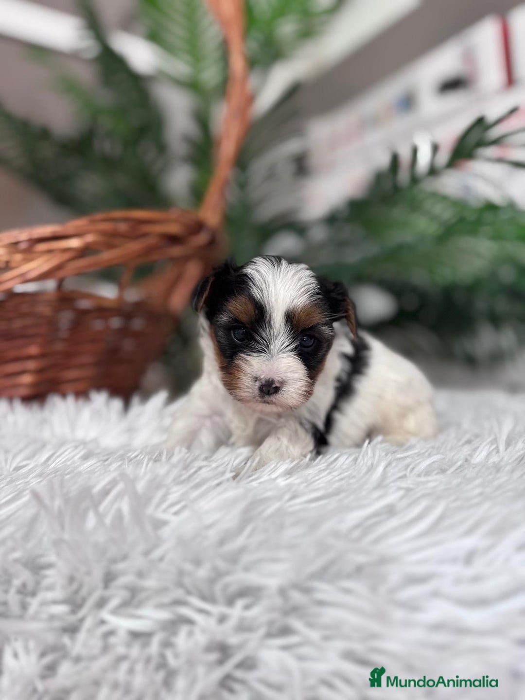 Yorkshire Terrier perros en venta: YORKSHIRE BIEWER - Anuncio 5