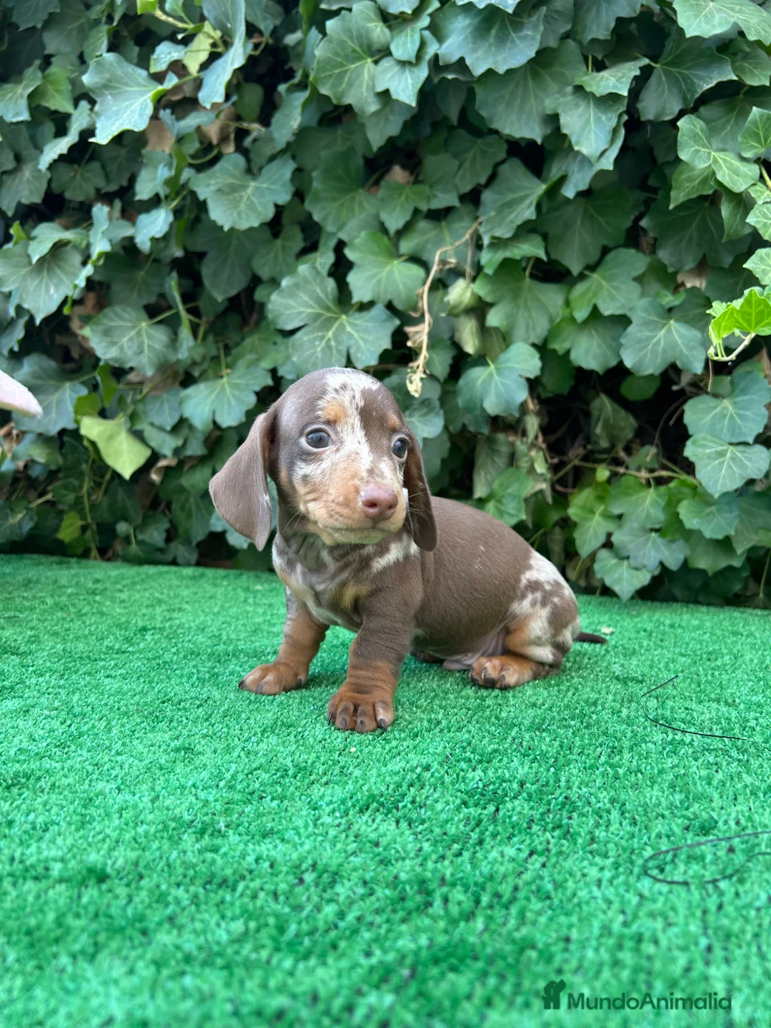 Teckel Miniatura perros en venta: teckel arlequin chocolate  - Anuncio 1