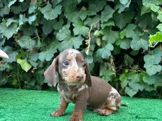 Teckel Miniatura perros teckel arlequin chocolate - Anuncio 1