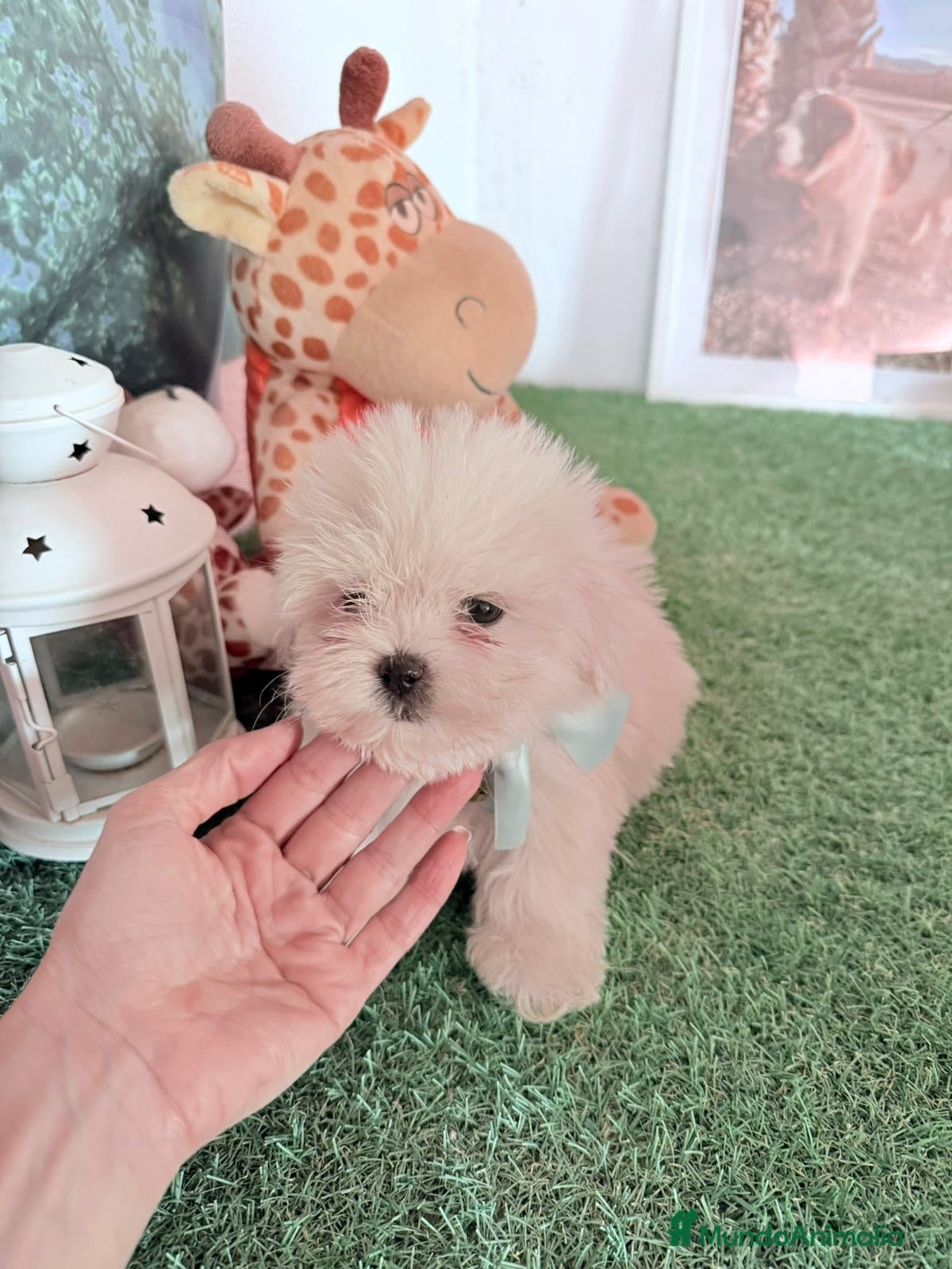 Bichón Maltés perros Bichon corto ano mayo un - Anuncio 1