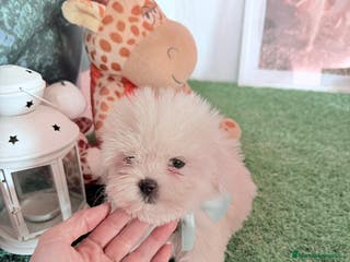 Bichón Maltés perros Bichon corto ano mayo un - Anuncio 1