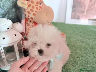 Bichón Maltés perros Bichon corto ano mayo un - Anuncio 2