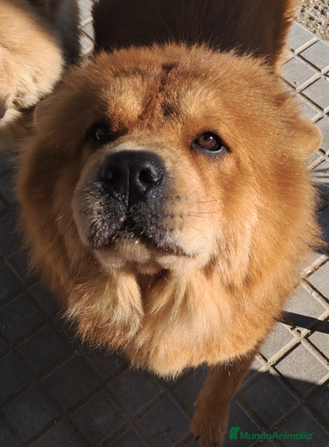 Chow Chow perros en venta: Bebés Chow Chow  - Anuncio 5