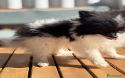 Pomerania perros en venta: LULU POMERANIA MICRO TOY - Imagen 11