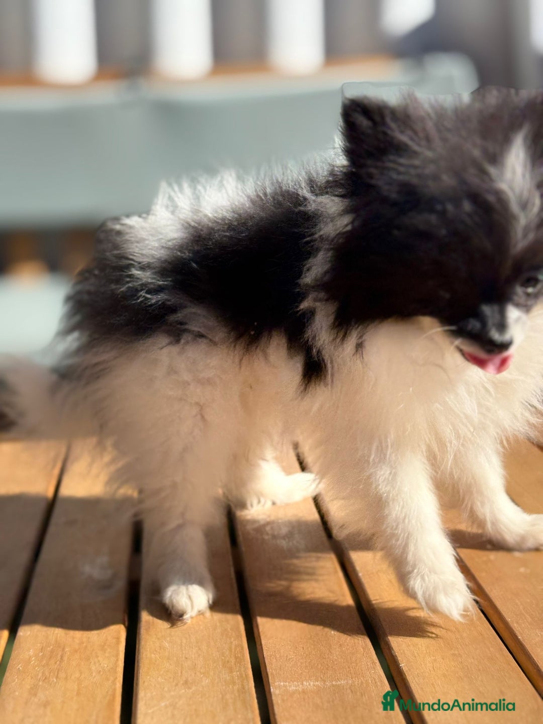 Pomerania perros en venta: LULU POMERANIA MICRO TOY - Imagen 11