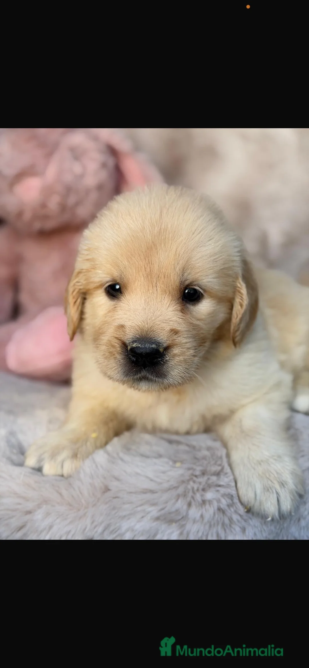 Golden Retriever perros en venta: Preciosos Golden retriever  - Anuncio 6