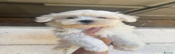 Bichón Maltés perros en venta: CACHORROS DE BICHON MALTÉS  - Anuncio 2