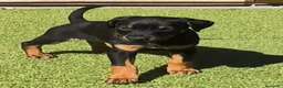 Dobermann perros en venta: Doberman europeos  - Anuncio 3