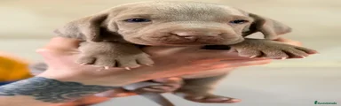 Weimaraner Cachorro 1