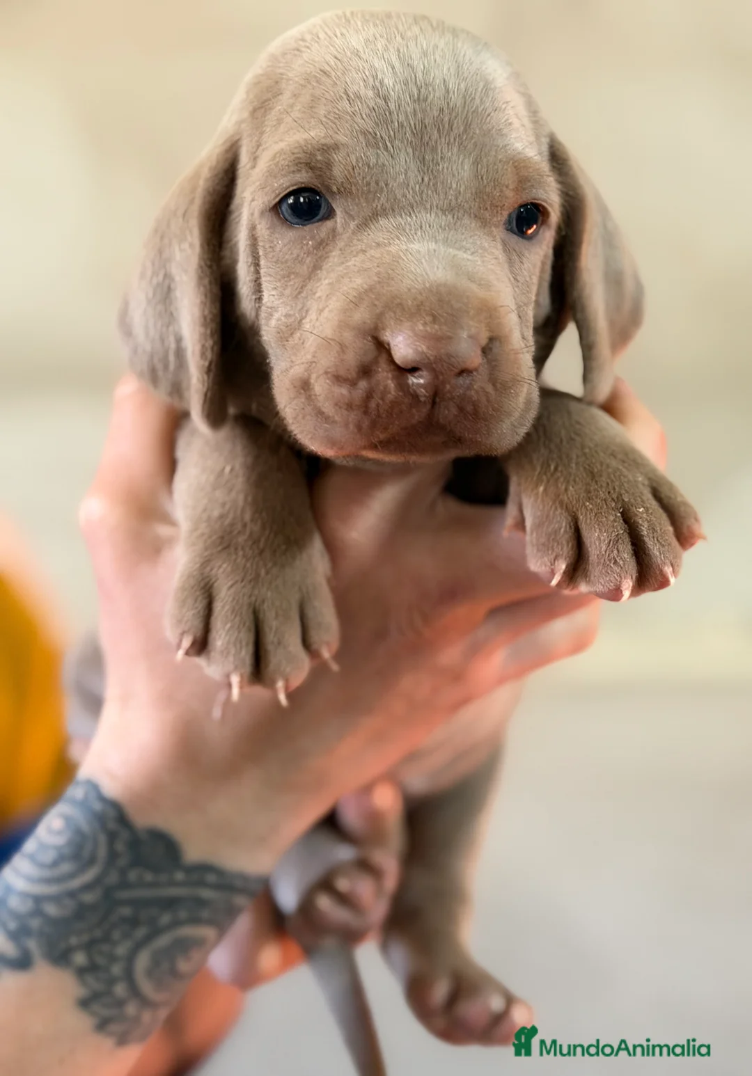 Weimaraner perros en venta: Braco de Weimar hembra  - Anuncio 1