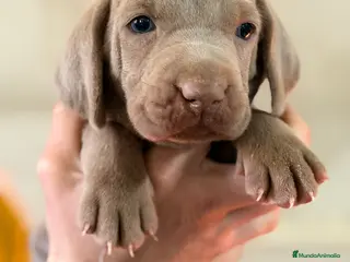 Weimaraner perros Braco de Weimar hembra - Anuncio 4