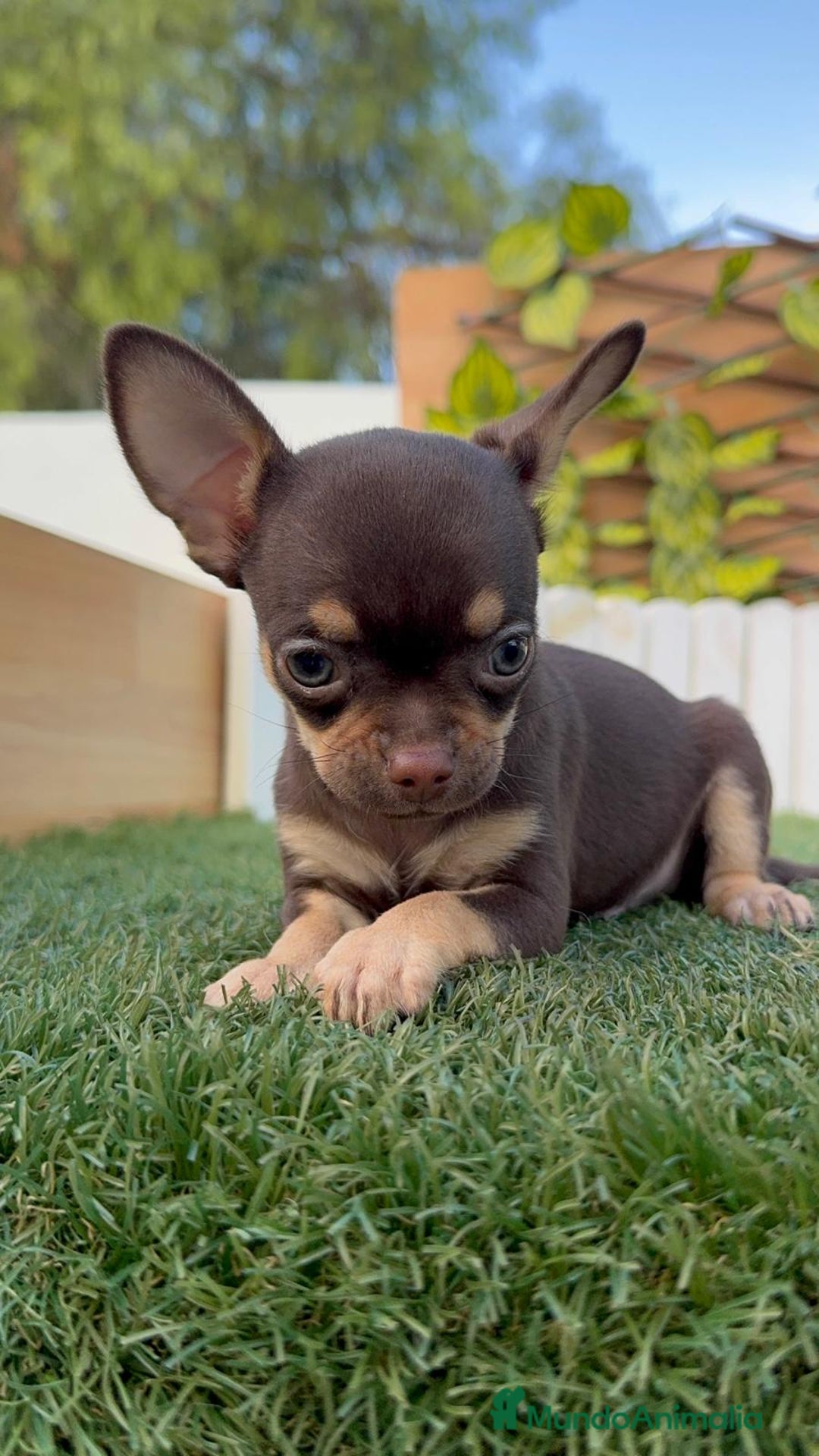 Chihuahua perros en venta: CHIHUAHUA MACHO - Imagen 7