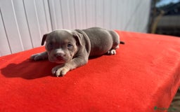American Bully perros en venta: American bully pocket  - Imagen 11