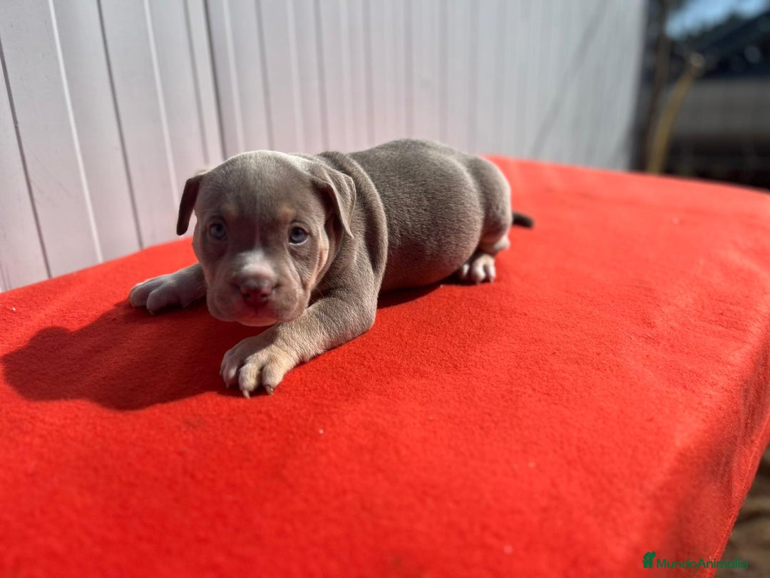 American Bully perros en venta: American bully pocket  - Imagen 11