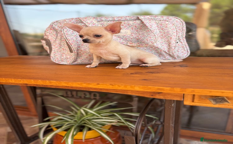 Chihuahua perros - Anuncio 9