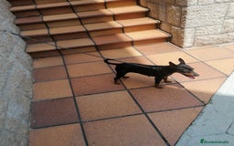 Pinscher Miniatura perros en venta: Pincher pura raza - Imagen 3