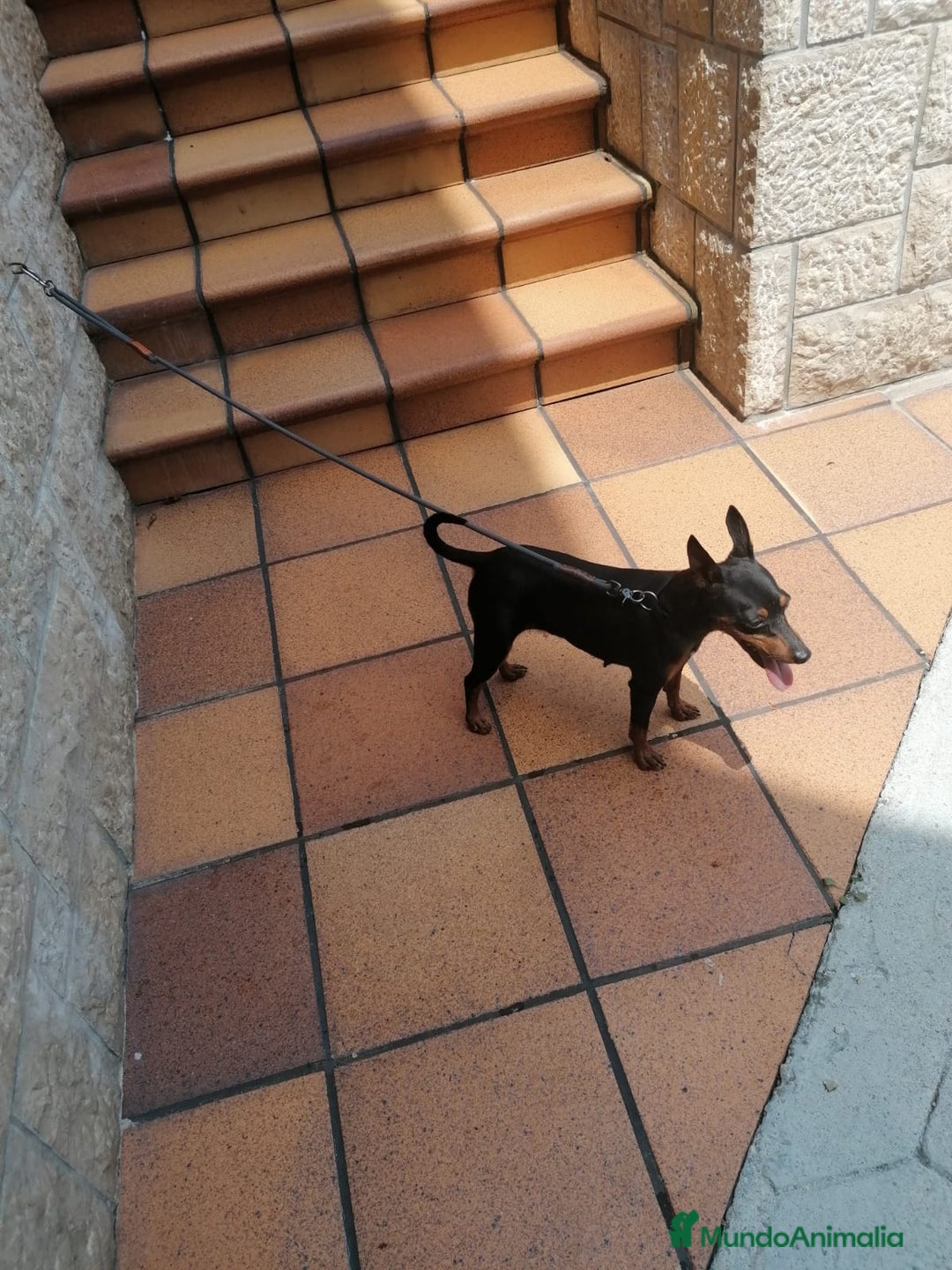 Pinscher Miniatura perros en venta: Pincher pura raza - Imagen 3