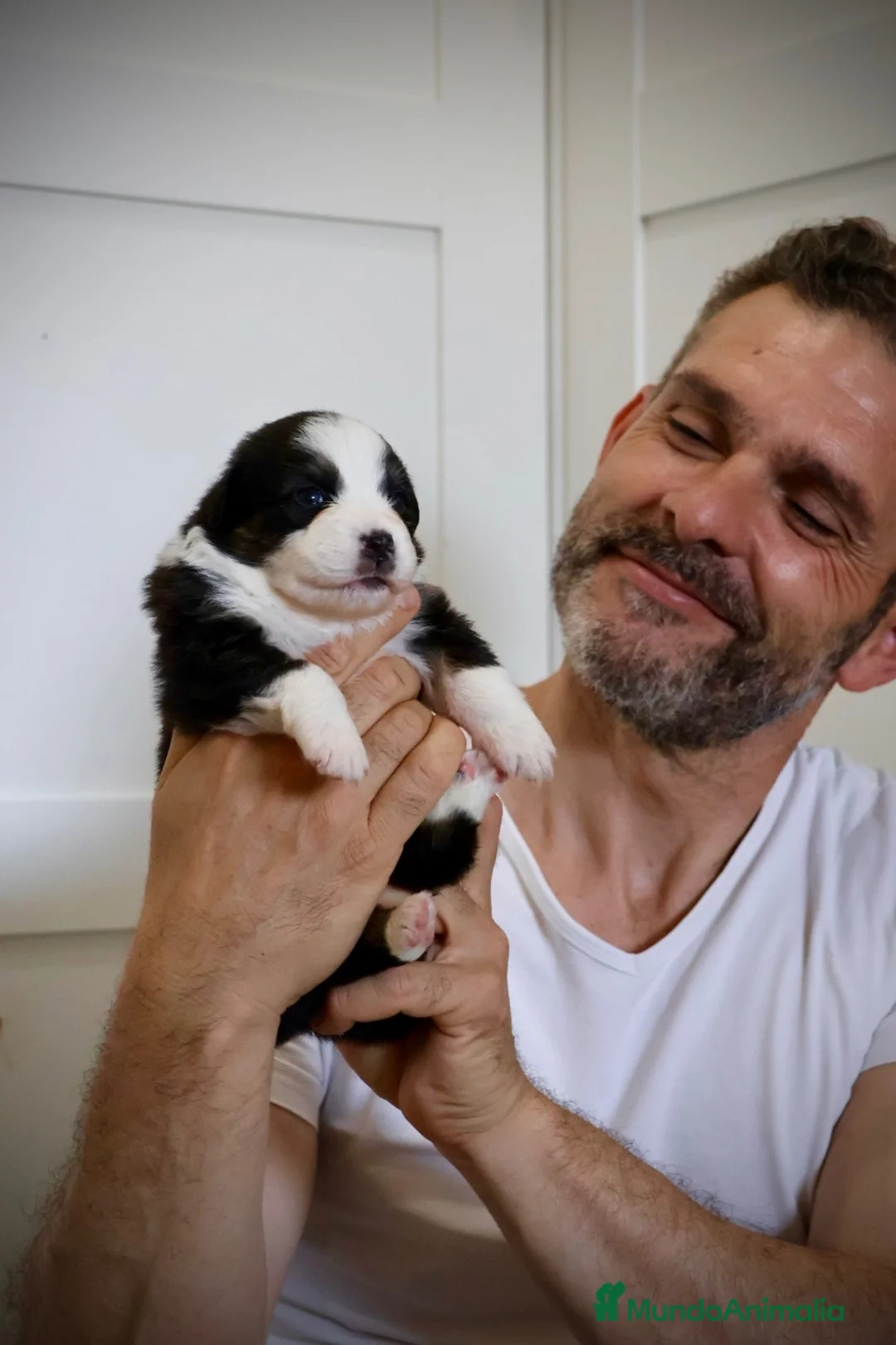 Pastor Australiano perros en venta: Cachorra con garantías y pedigree de cria familiar - Anuncio 8
