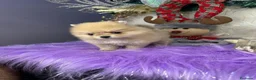 Pomerania perros en venta: POMERANIAS MINIATURA  - Anuncio 7