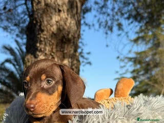 Teckel Miniatura perros TECKEL MINIATURA - Anuncio 3