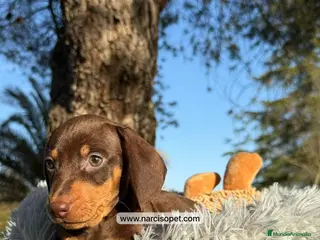 Teckel Miniatura perros TECKEL MINIATURA - Anuncio 36