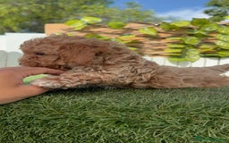 Raza Mixta perros en venta: CANICHE MACHO - Imagen 3