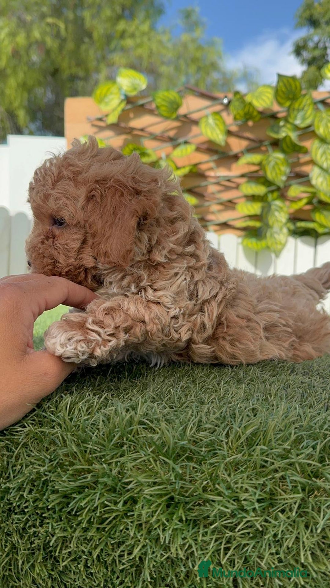 Raza Mixta perros en venta: CANICHE MACHO - Imagen 3