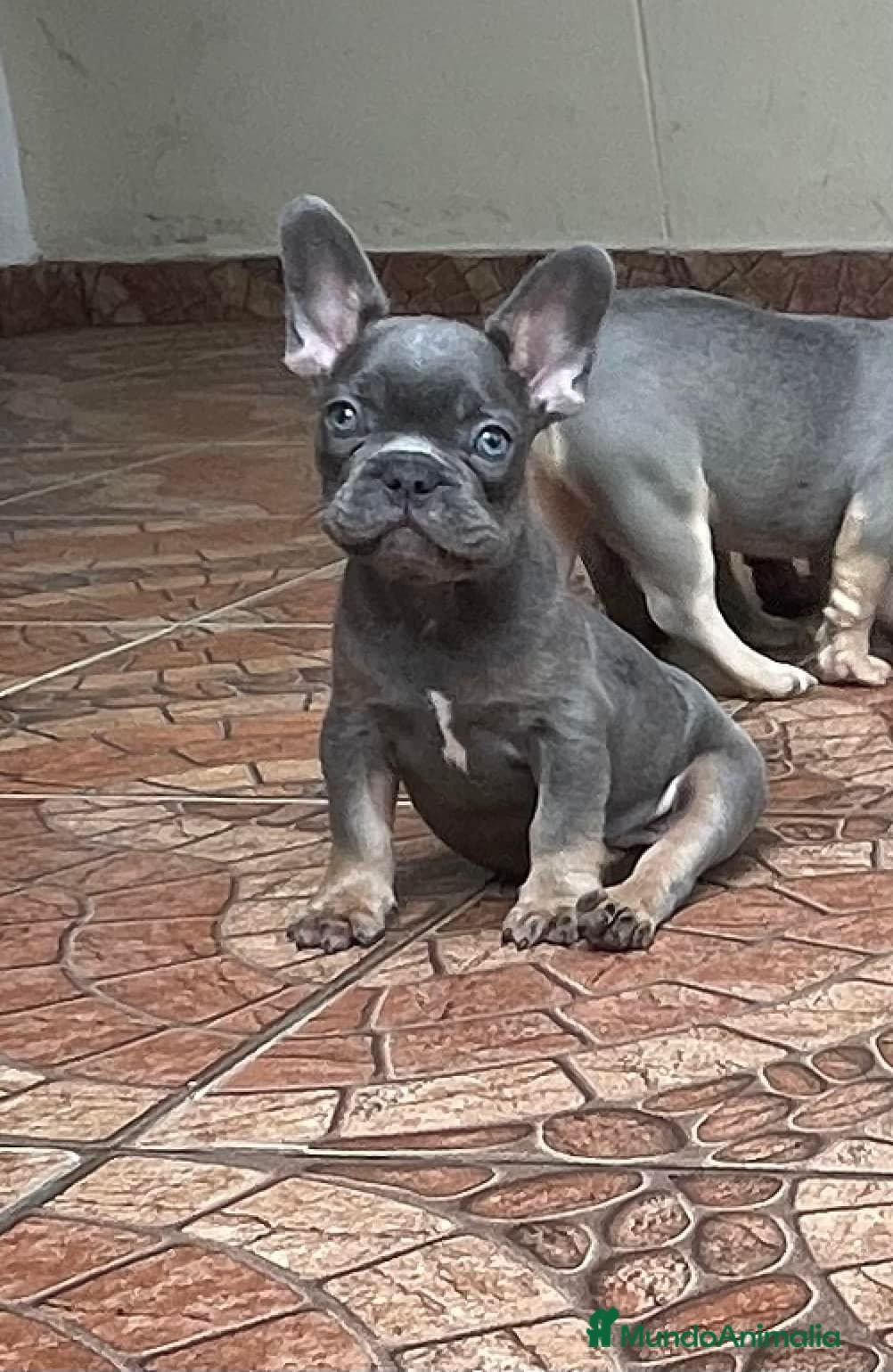 Bulldog Francés perros BULLDOG FRANCÉS /// LÍNEAS EXCLUSIVAS  - Anuncio 2