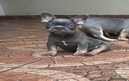 Bulldog Francés perros en venta: BULLDOG FRANCÉS /// LÍNEAS EXCLUSIVAS  - Anuncio 2