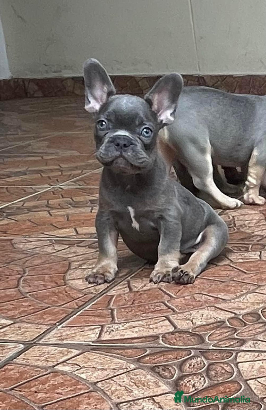 Bulldog Francés perros en venta: BULLDOG FRANCÉS /// LÍNEAS EXCLUSIVAS  - Anuncio 2