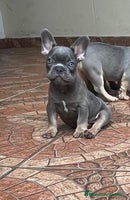 Bulldog Francés perros BULLDOG FRANCÉS /// LÍNEAS EXCLUSIVAS - Anuncio 12