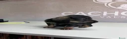 Raza Mixta perros en venta: Cachorritos  - Anuncio 5