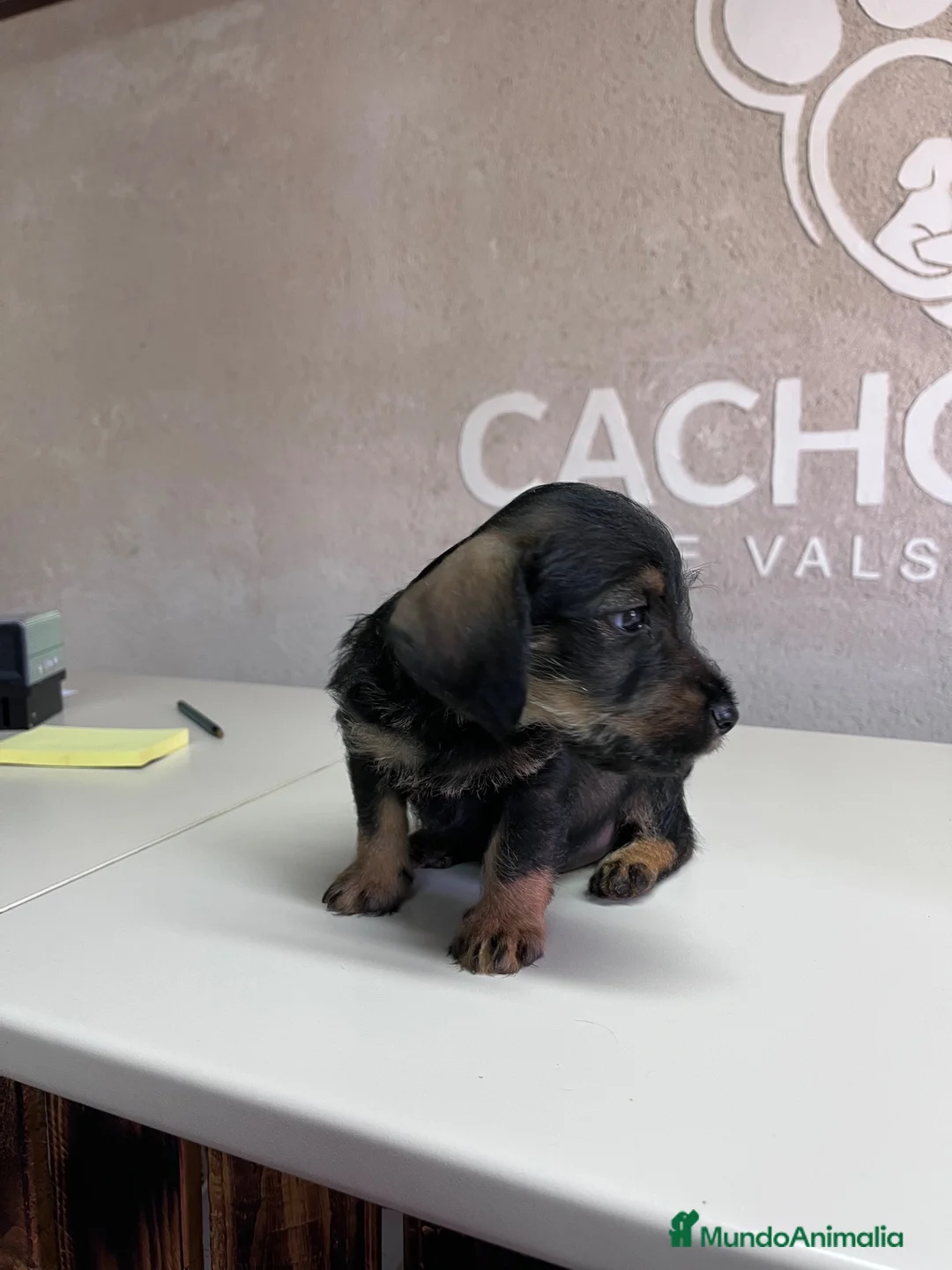 Raza Mixta perros en venta: Cachorritos  - Anuncio 5