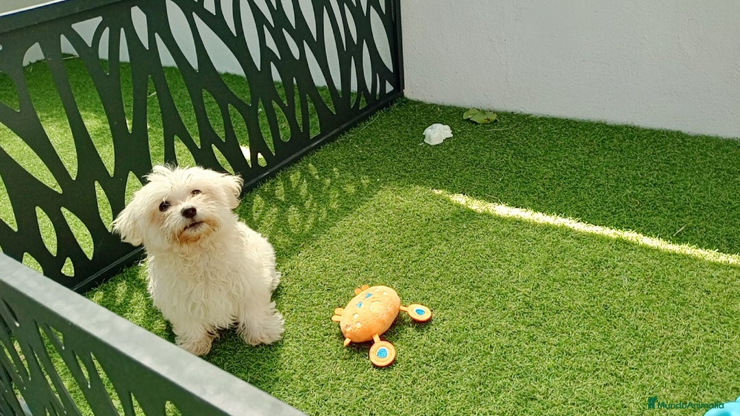 Bichón Maltés perros en venta: Bichón maltes - Imagen 7