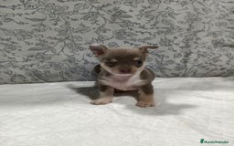 Chihuahua perros en venta: Chihuahua macho toys - Imagen 5