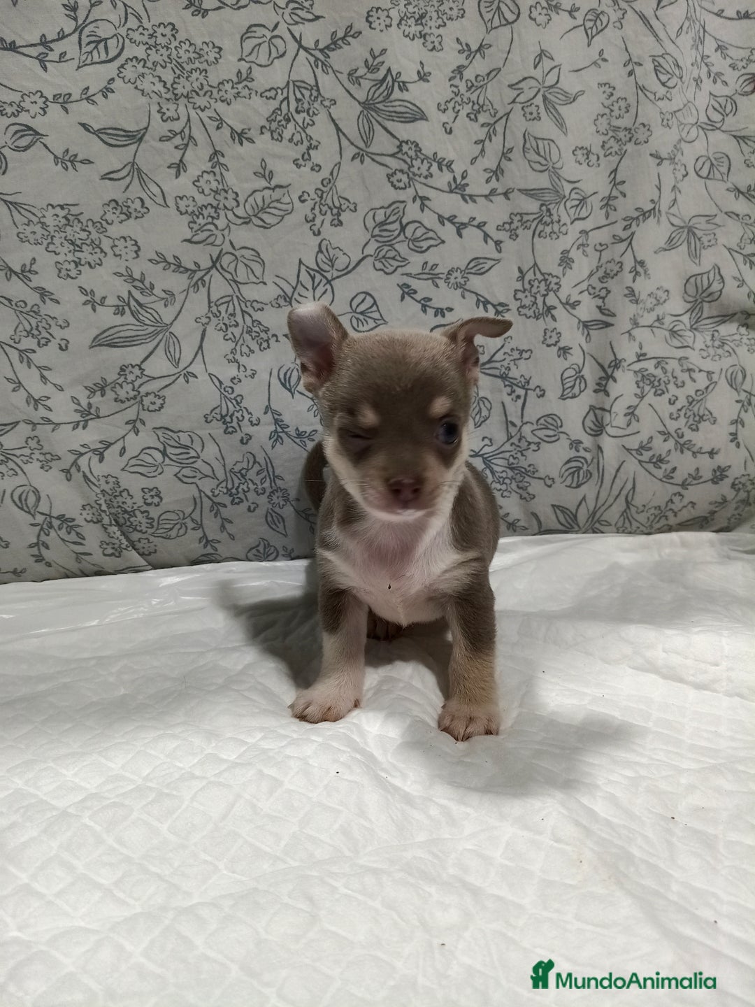 Chihuahua perros en venta: Chihuahua macho toys - Imagen 5