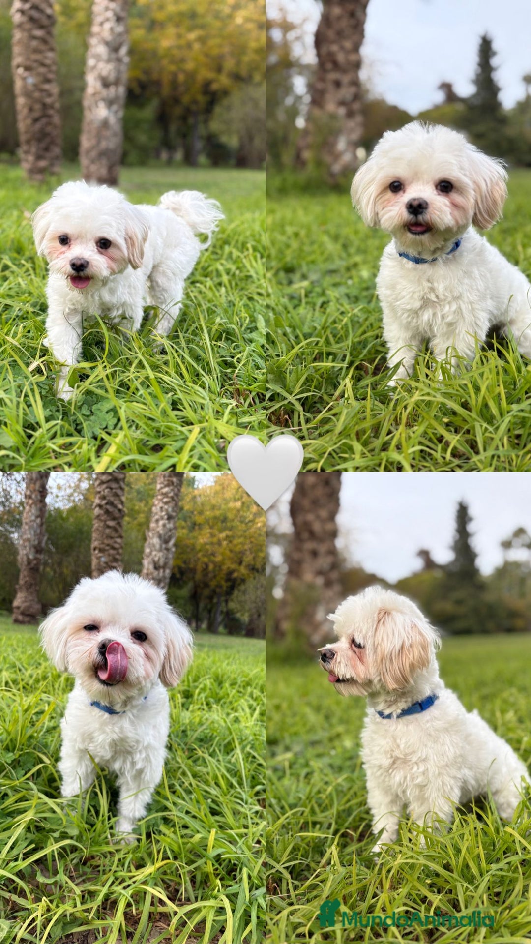 Bichón Maltés perros en venta: Bichón maltes linea americana  - Anuncio 5