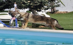 Perro Lobo Checoslovaco perros en venta: Perro lobo checoslovaco - Imagen 9