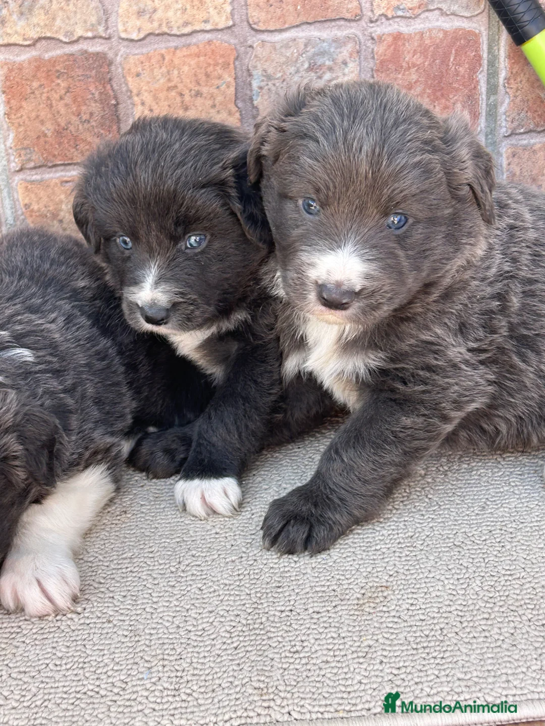 Border Collie perros en venta: Border collie Azules Máxima Calidad  - Anuncio 2
