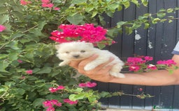 Pomerania perros en venta: Lulu pomerania  - Imagen 7