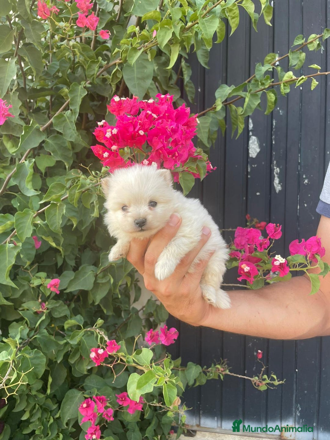 Pomerania perros en venta: Lulu pomerania  - Imagen 7