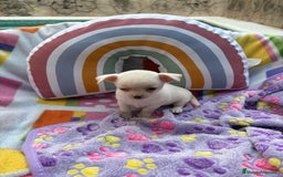 Chihuahua perros en venta: Chihuahua toy - Imagen 11