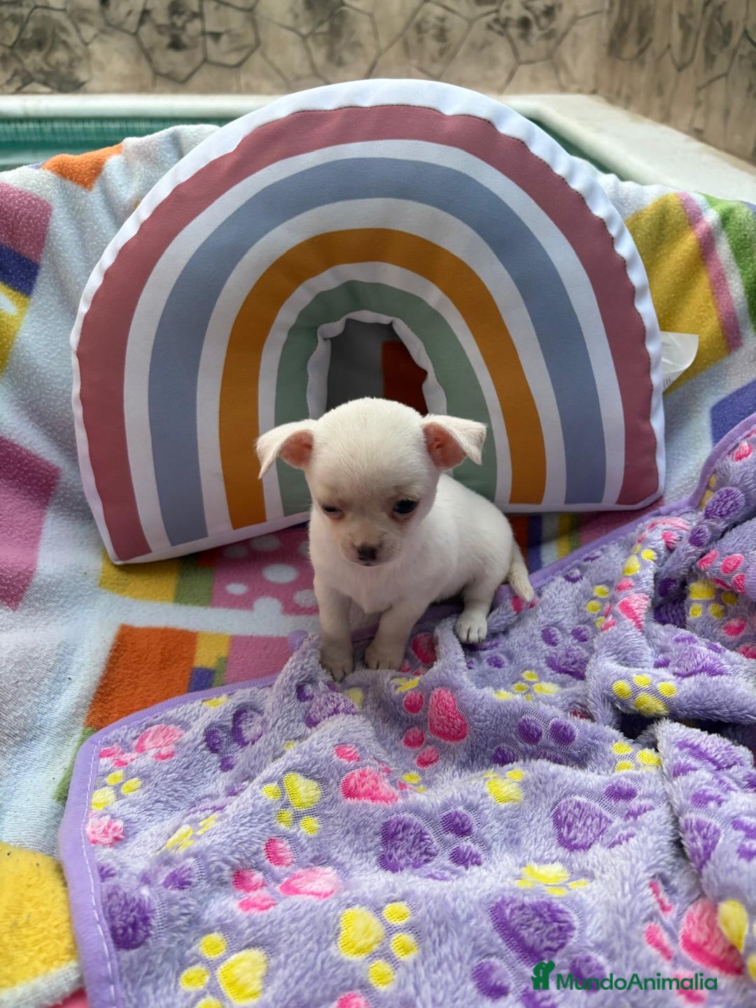 Chihuahua perros en venta: Chihuahua toy - Imagen 11