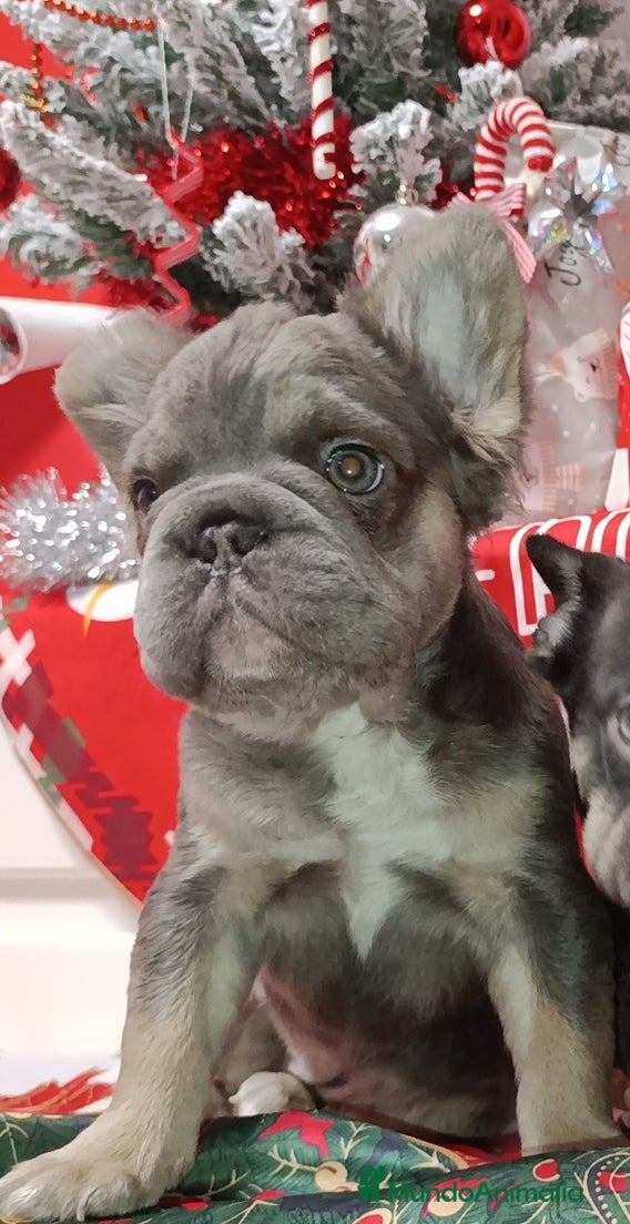 Bulldog Francés perros Bulldog Big rope  - Anuncio 21