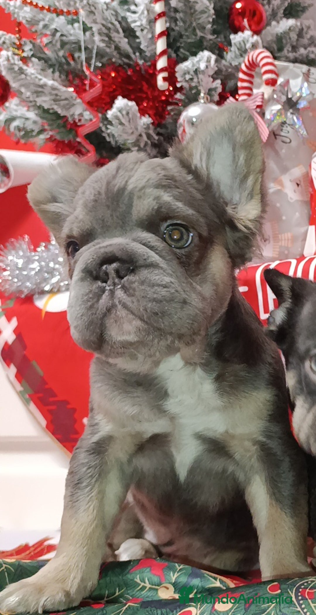 Bulldog Francés perros en venta: Bulldog Big rope  - Anuncio 1